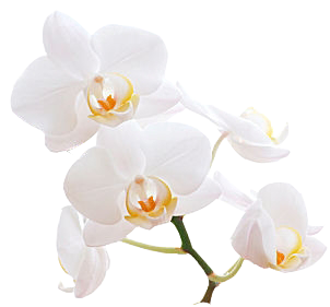 orchidee ohne hintergrund